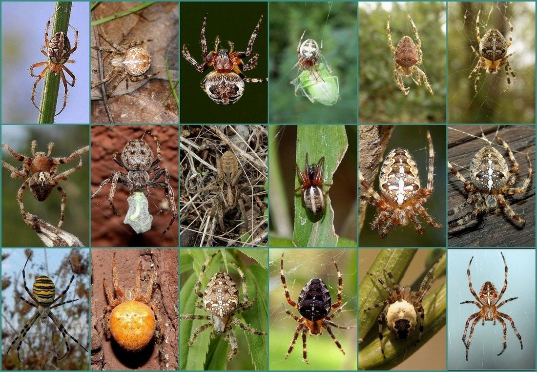 I miei Araneidae....